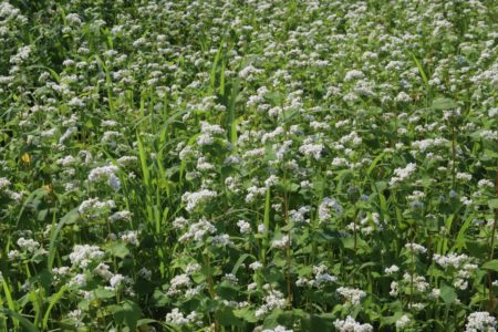 蕎麦の花