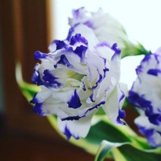 トルコキキョウ(Eustoma)