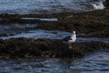 カモメ(Seagull)